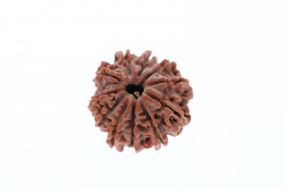 11 Mukhi Rudraksha - 3.03 Grams Weight - Origin - Nepal