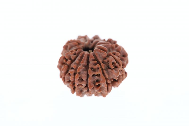 11 Mukhi Rudraksha - 3.03 Grams Weight - Origin - Nepal