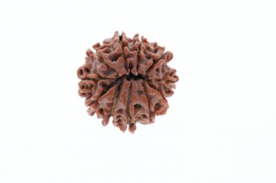 11 Mukhi Rudraksha - 3.03 Grams Weight - Origin - Nepal