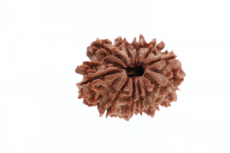 11 Mukhi Rudraksha - 3.64 Grams Weight - Origin - Nepal
