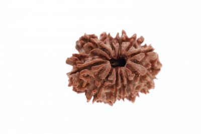 11 Mukhi Rudraksha - 3.64 Grams Weight - Origin - Nepal