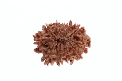 11 Mukhi Rudraksha - 3.64 Grams Weight - Origin - Nepal
