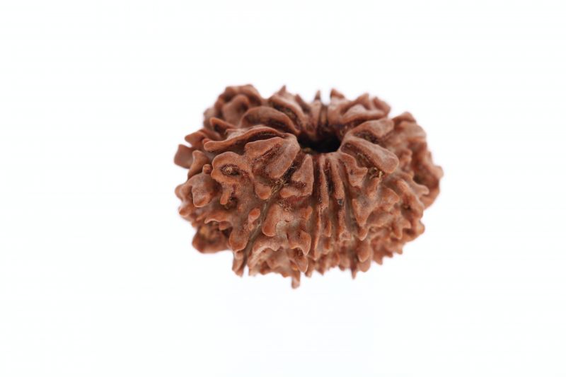 11 Mukhi Rudraksha - 3.64 Grams Weight - Origin - Nepal