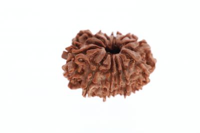11 Mukhi Rudraksha - 3.64 Grams Weight - Origin - Nepal
