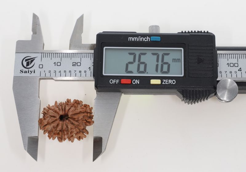11 Mukhi Rudraksha - 3.64 Grams Weight - Origin - Nepal