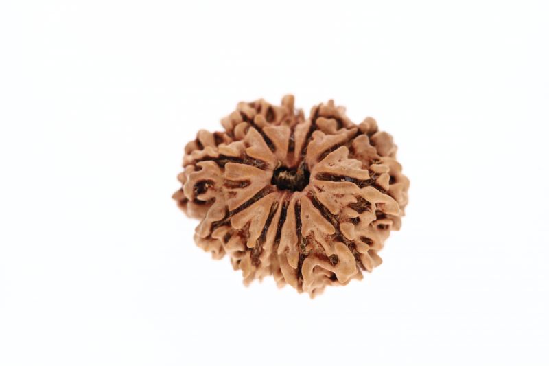 11 Mukhi Rudraksha - 2.60 Grams Weight - Origin - Nepal
