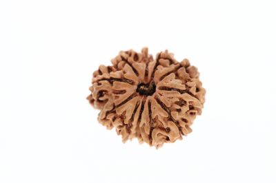 11 Mukhi Rudraksha - 2.60 Grams Weight - Origin - Nepal