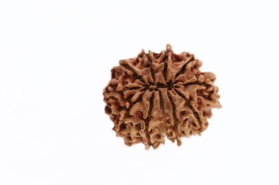 11 Mukhi Rudraksha - 2.60 Grams Weight - Origin - Nepal