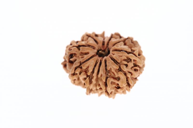 11 Mukhi Rudraksha - 2.60 Grams Weight - Origin - Nepal