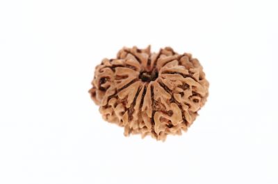 11 Mukhi Rudraksha - 2.60 Grams Weight - Origin - Nepal