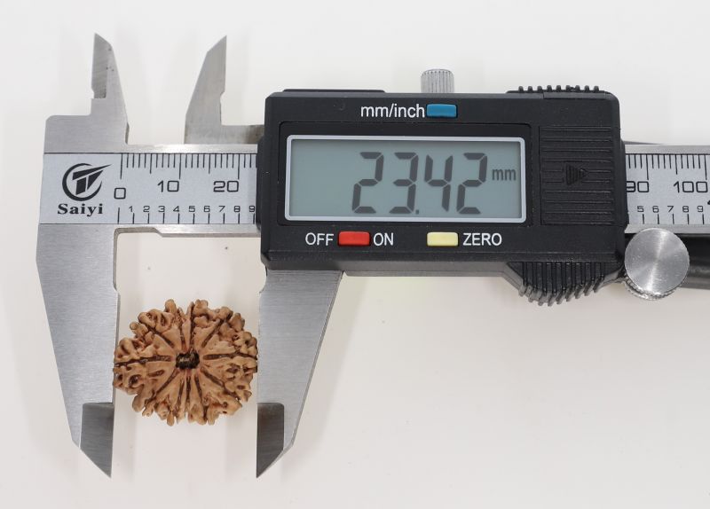 11 Mukhi Rudraksha - 2.60 Grams Weight - Origin - Nepal