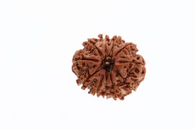 11 Mukhi Rudraksha -  2.73 Grams  Weight - Origin - Nepal