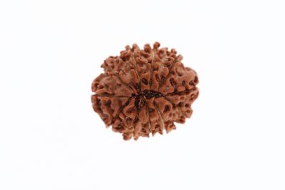 11 Mukhi Rudraksha -  2.73 Grams  Weight - Origin - Nepal