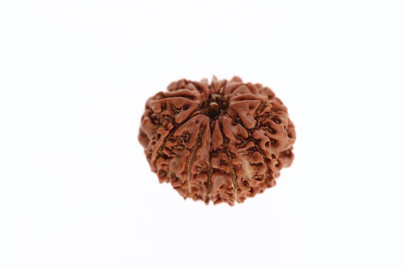 11 Mukhi Rudraksha -  2.73 Grams  Weight - Origin - Nepal