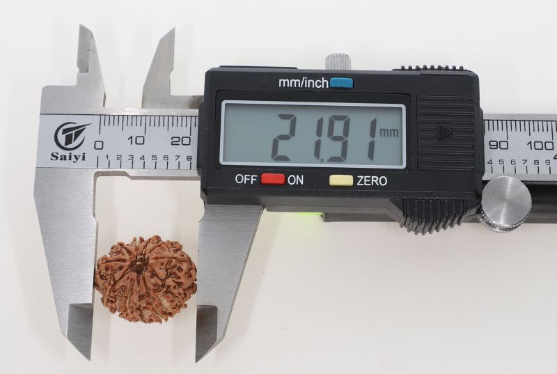 11 Mukhi Rudraksha -  2.73 Grams  Weight - Origin - Nepal