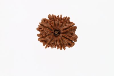 11 Mukhi Rudraksha -3.34 Grams Weight - Origin - Nepal