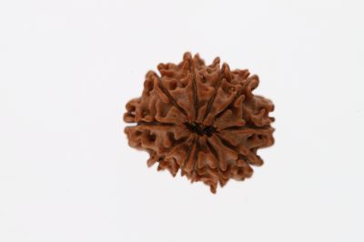 11 Mukhi Rudraksha -3.34 Grams Weight - Origin - Nepal