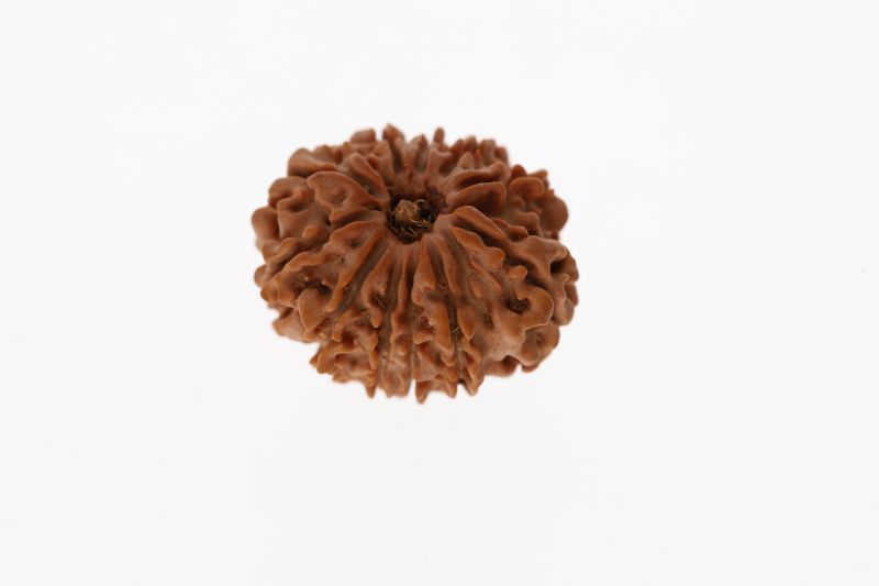 11 Mukhi Rudraksha -3.34 Grams Weight - Origin - Nepal