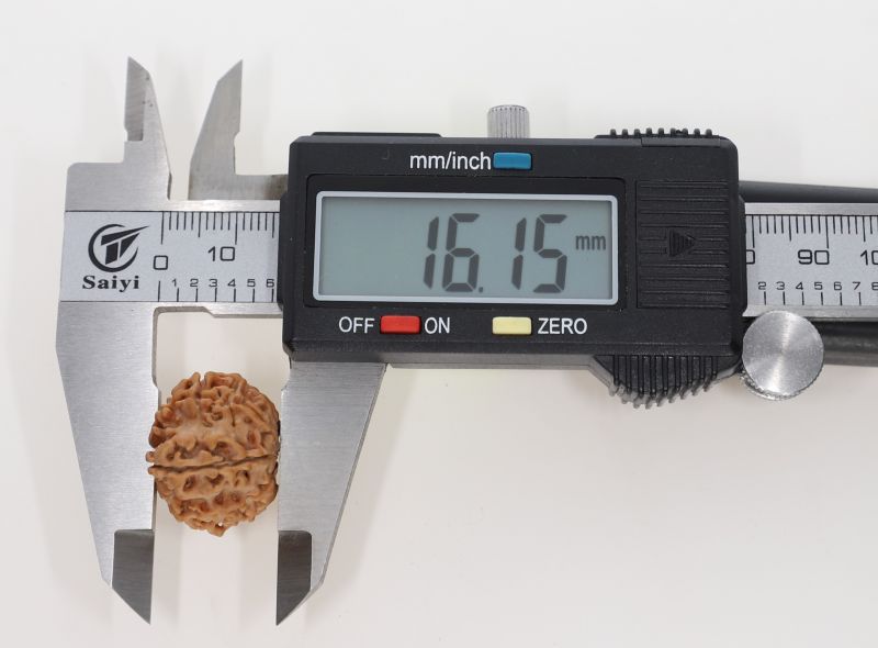 11 Mukhi Rudraksha -3.34 Grams Weight - Origin - Nepal