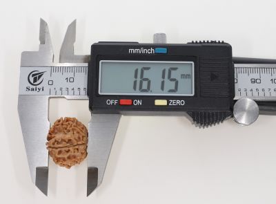 11 Mukhi Rudraksha -3.34 Grams Weight - Origin - Nepal