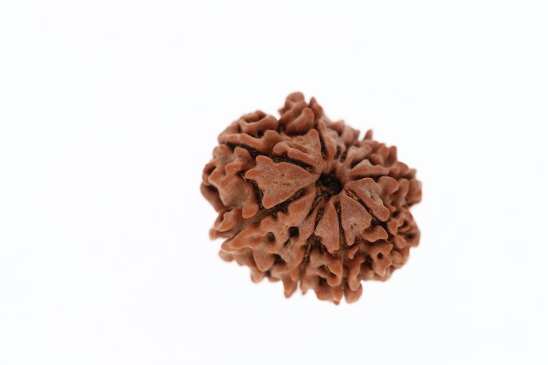 11 Mukhi Rudraksha -  3.37 Grams Weight - Origin - Nepal