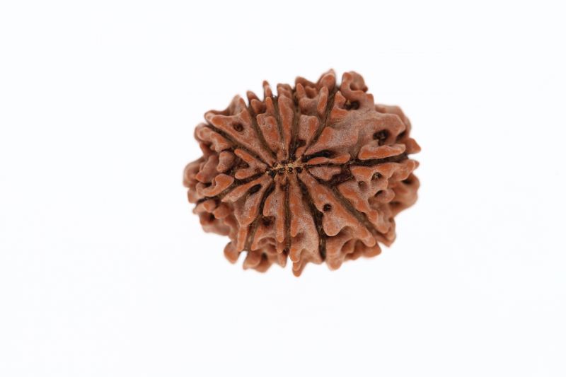 11 Mukhi Rudraksha -  3.37 Grams Weight - Origin - Nepal