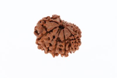 11 Mukhi Rudraksha -  3.37 Grams Weight - Origin - Nepal