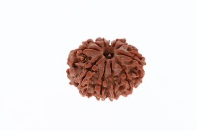 11 Mukhi Rudraksha - 3.18 Grams Weight - Origin - Nepal