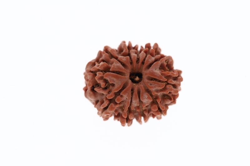 11 Mukhi Rudraksha - 3.18 Grams Weight - Origin - Nepal