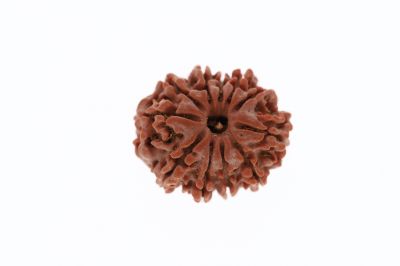 11 Mukhi Rudraksha - 3.18 Grams Weight - Origin - Nepal