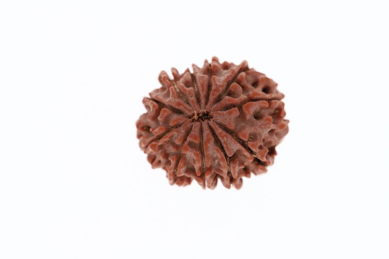 11 Mukhi Rudraksha - 3.18 Grams Weight - Origin - Nepal
