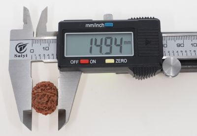 11 Mukhi Rudraksha - 3.18 Grams Weight - Origin - Nepal