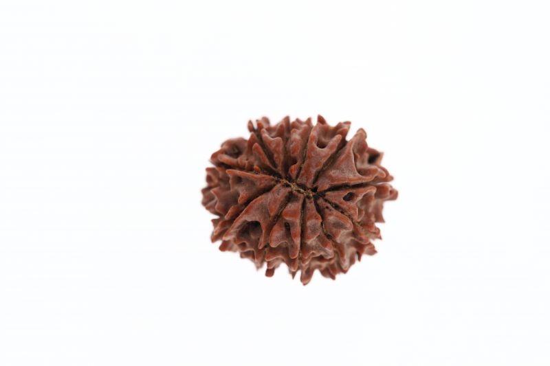 11 Mukhi Rudraksha -3.02 Grams Weight - Origin - Nepal