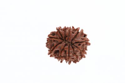 11 Mukhi Rudraksha -3.02 Grams Weight - Origin - Nepal