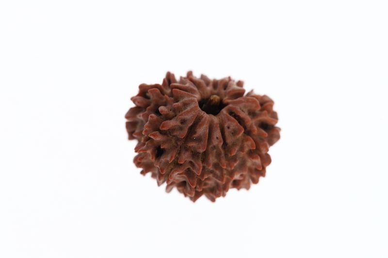 11 Mukhi Rudraksha -3.02 Grams Weight - Origin - Nepal