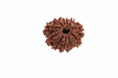 11 Mukhi Rudraksha -3.02 Grams Weight - Origin - Nepal