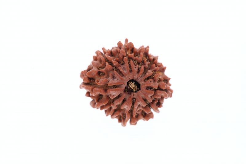 11 Mukhi Rudraksha - 3.59 Grams Weight - Origin - Nepal