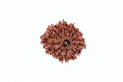 11 Mukhi Rudraksha - 3.59 Grams Weight - Origin - Nepal