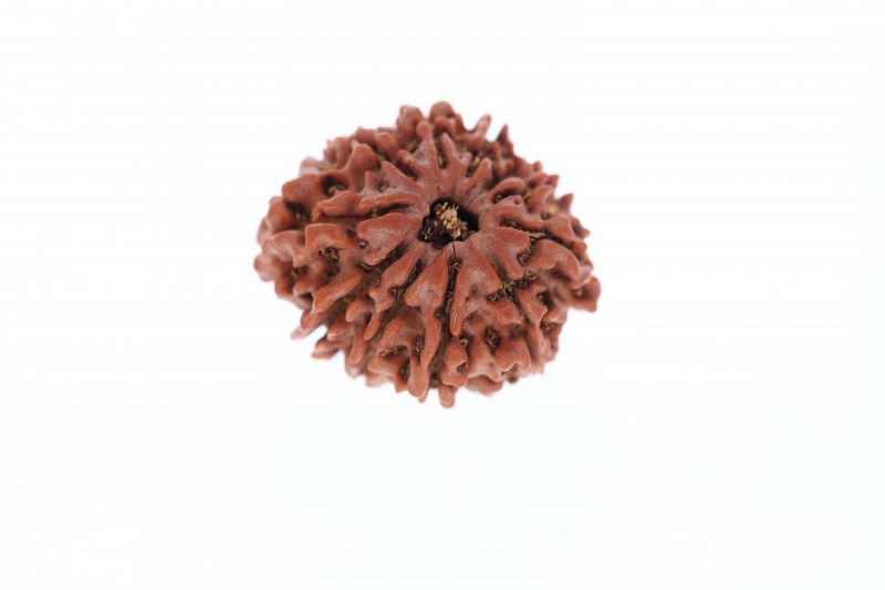 11 Mukhi Rudraksha - 3.59 Grams Weight - Origin - Nepal