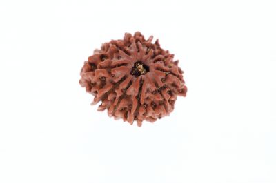 11 Mukhi Rudraksha - 3.59 Grams Weight - Origin - Nepal
