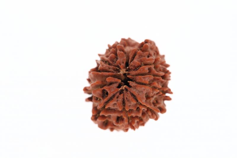 11 Mukhi Rudraksha - 3.59 Grams Weight - Origin - Nepal