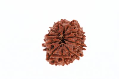 11 Mukhi Rudraksha - 3.59 Grams Weight - Origin - Nepal