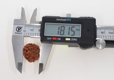 11 Mukhi Rudraksha - 3.59 Grams Weight - Origin - Nepal