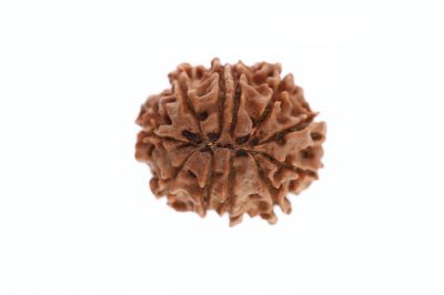 11 Mukhi Rudraksha -  3.82 Grams Weight - Origin - Nepal