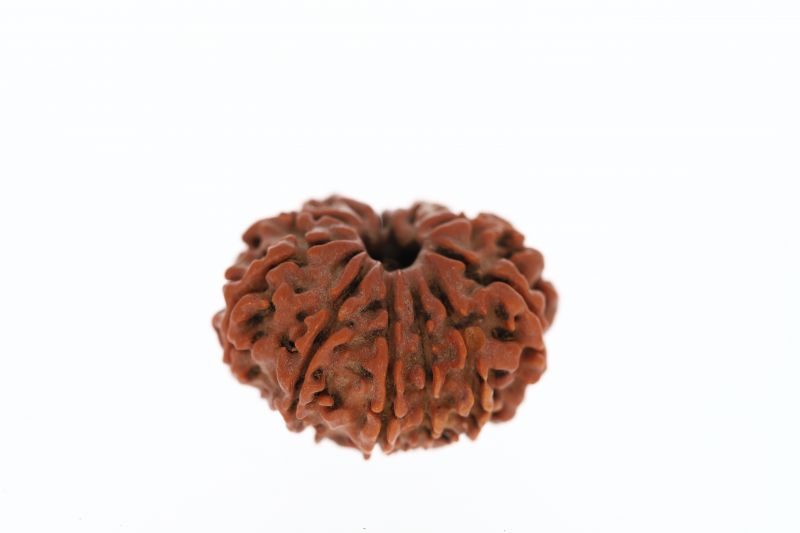 Rudraksha 11 Mukhi Brown - 3.31 Grams Weight - Origin - Nepal