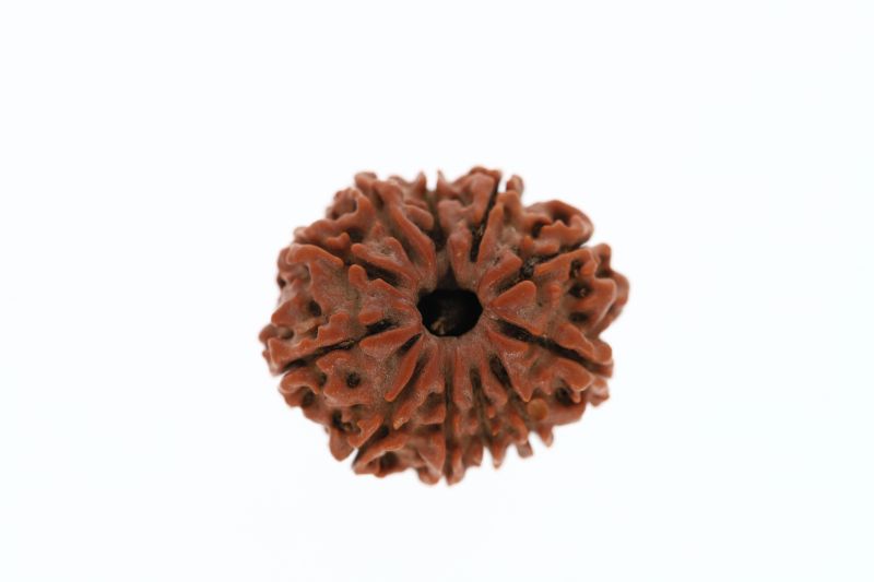 Rudraksha 11 Mukhi Brown - 3.31 Grams Weight - Origin - Nepal