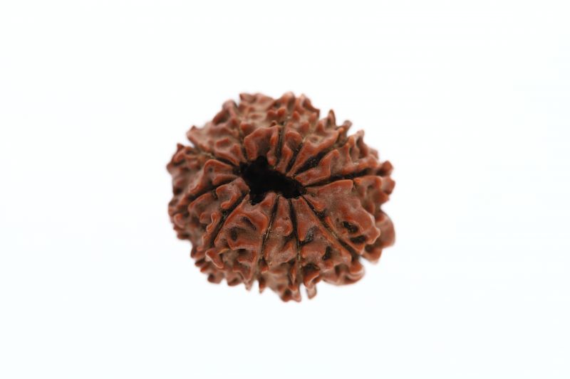 Rudraksha 11 Mukhi Brown - 3.31 Grams Weight - Origin - Nepal