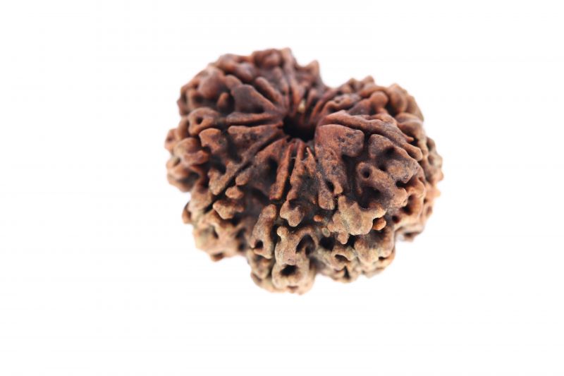 Rudraksha 11 Mukhi Brown - ( 26.16X17.34MM ) Weight - Origin - Nepal