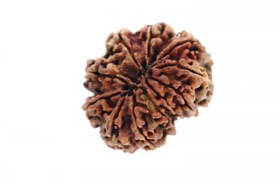 Rudraksha 11 Mukhi Brown - ( 26.16X17.34MM ) Weight - Origin - Nepal