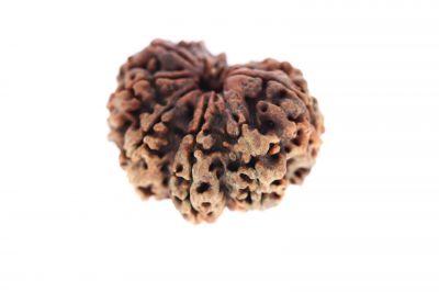 Rudraksha 11 Mukhi Brown - ( 26.16X17.34MM ) Weight - Origin - Nepal